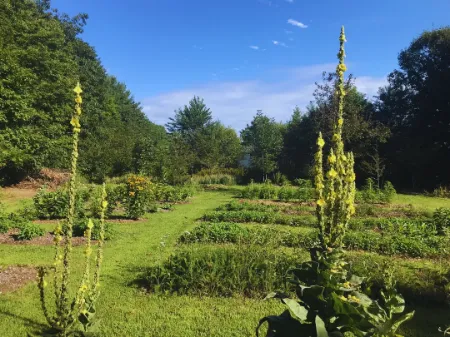 Bitki kategorisi için resim