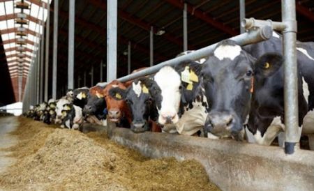 Yem Grubu (Büyükbaş, Küçükbaş) kategorisi için resim