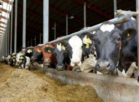 Hayvancılık ve Yem kategorisi için resim