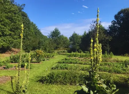 Bitki kategorisi için resim